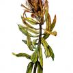 Protea, pen & ink with watercolor